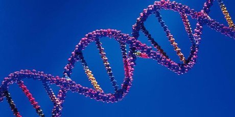 DNA barcoding is gradually being accepted around the world as a way to verify the species of fish. Photo / Thinkstock DNA barcoding is gradually being accepted around the world as a way to verify the species of fish. Photo / Thinkstock