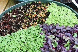 There are a spectacular variety of microgreens to grow. Photo / Bay of Plenty Times