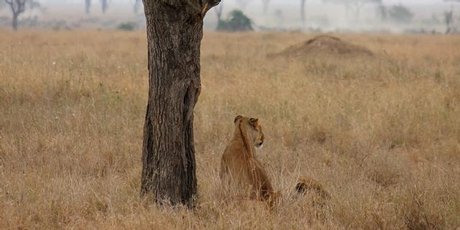 A lioness prospecting for her next meal. Photo / Jill Worrall