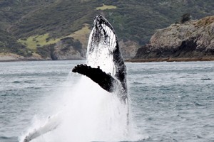 A humpback whale mother and calf had tourists excited in the Bay of Islands. Photo / Gemma Langsdale