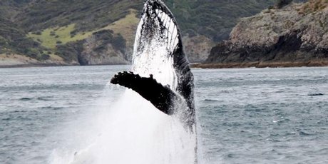 A humpback whale mother and calf had tourists excited in the Bay of Islands. Photo / Gemma Langsdale