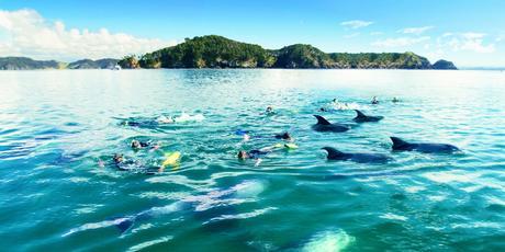 Keen swimmers are able to get in the water with the dolphins on the Fullers Great Sights Dolphin Cruise. Photo / Supplied