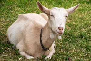 For $50 you can give a live goat this Christmas.
Photo / Thinkstock