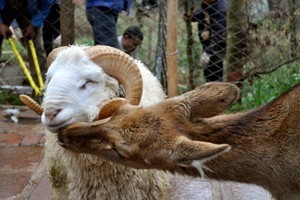 A ram named Changmao has formed an inseparable bond with a female deer named Chunzi. Photo / AFP