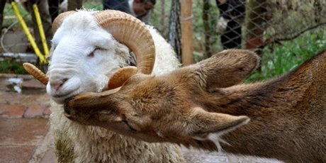 A ram named Changmao has formed an inseparable bond with a female deer named Chunzi. Photo / AFP