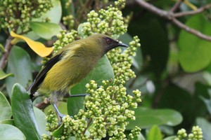 A bellbird on patrol. Photo / Jim Eagles