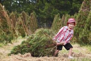 Going to choose a Christmas tree is a great activity to do as a family, and can involve the kids right through the whole process. Photo / Greg Bowker