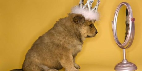 A new robot can do what dogs can't - recognise its own image in a mirror. Photo / Thinkstock A new robot can do what dogs can't - recognise its own image in a mirror. Photo / Thinkstock
