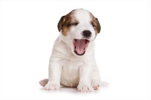 Yawning when your best friend yawns indicates you really care for them, according to scientists. Photo / Thinkstock