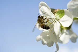 If you want to have fruit, you've got to have bees. Photo / Thinkstock