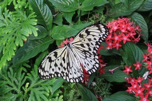 Intricate butterflies like this one can be found flitting around the jungles of Borneo. Photo / Jim Eagles