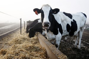 Fonterra has announced an increased payout forecast range for the 2012 season.
File photo