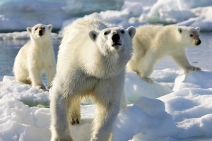 A scene from Frozen Planet. Photo / Supplied