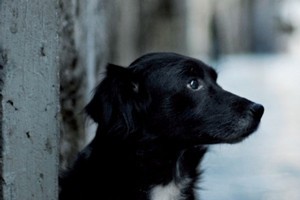 Animal People, by Charlotte Wood.
Photo / Supplied