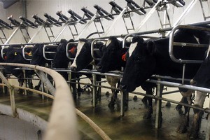 New Zealand's dairy herd has doubled since 1982 and dairy now accounts for 27pc of all merchandise exports. Photo / Sarah Ivey