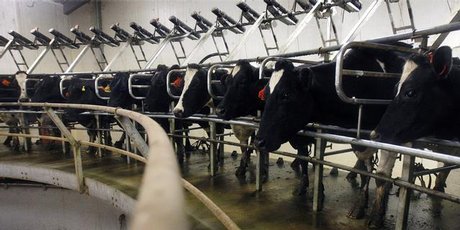 New Zealand's dairy herd has doubled since 1982 and dairy now accounts for 27pc of all merchandise exports. Photo / Sarah Ivey