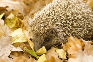 Photo / Thinkstock