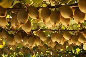 Gold kiwifruit. Photo / APN