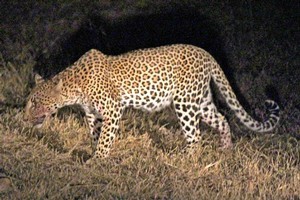 A leopard, blood smeared on its muzzle from a recent kill, stalks through the grass. Photo / Jill Worrall