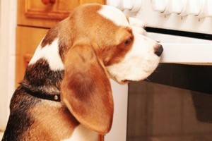 An internet advertisement where puppies are placed in an oven shows a "dangerous practice which would encourage a disregard for safety", the Advertising Standards Authority says.
Photo / Thinkstock