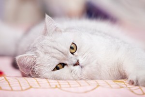 Photo / Thinkstock