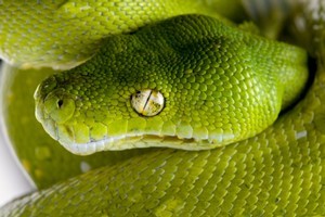 A Czech man has been charged in Argentina for trying to board a transatlantic flight with 247 live animals including poisonous snakes and endangered reptiles packed in a bulging suitcase. Photo / Thinkstock