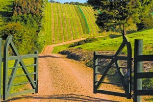 Peacock Sky vineyard on Waiheke. Photo / Supplied