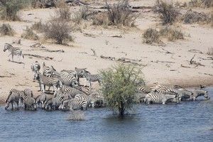 Burchell's zebra at the Boteti River in Botswana. Photo / Jill Worrall