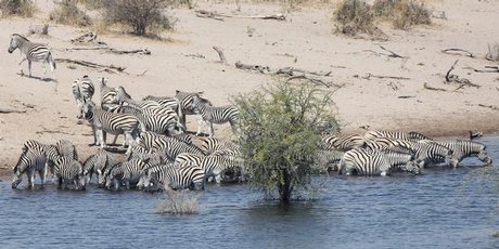 Burchell's zebra at the Boteti River in Botswana. Photo / Jill Worrall