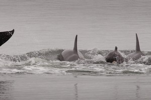 File Photo / Bay of Plenty Times