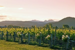 Herzog wineyard. Photo / Supplied