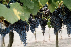 Photo / Thinkstock