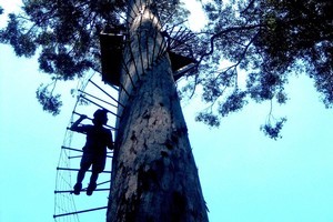 The Dave Evans Bicentennial Tree is a lookout for the adventurous. Photo / Robin Esrock
