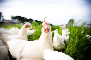 At least half the space on the egg shelf is now devoted to free range, organic and barn varieties. Photo / Thinkstock