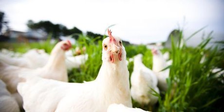 At least half the space on the egg shelf is now devoted to free range, organic and barn varieties. Photo / Thinkstock