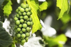 With a bit of early-summer attention the grapevine will flourish while you are away. Photo / Thinkstock
