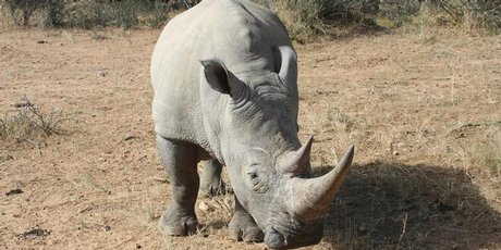 Around 150 rhinos can now be found in northwestern Namibia, living under the protection of the Save the Rhino Trust (SRT). Photo / Thinkstock