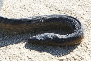 A yellow-bellied sea snake found at Bayley's Beach in 2008. Photo / Michael Cunningham