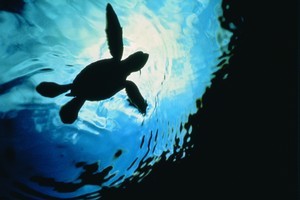 Turtle hatchling in the water at the Mon Repos sea turtle rookery in Queensland, Australia. Photo / Bundaberg RTO