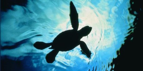 Turtle hatchling in the water at the Mon Repos sea turtle rookery in Queensland, Australia. Photo / Bundaberg RTO