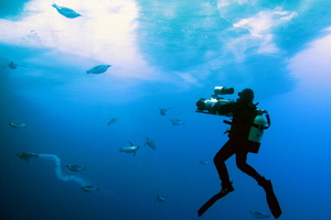 Special cameras were used to record the underwater polar life. Photo / Supplied