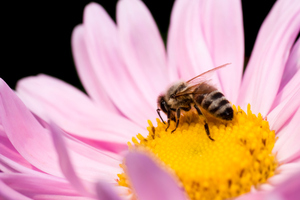 The humble honeybee needs your help. Photo / Thinkstock
