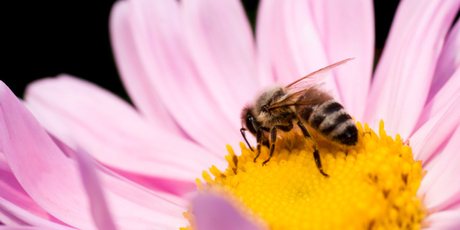 The humble honeybee needs your help. Photo / Thinkstock