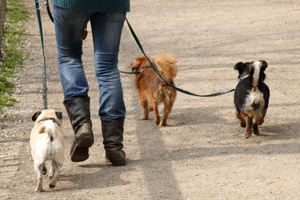 The Auckland Council plans to increase dog registration fees from July 1. Photo / Thinkstock