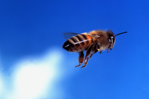 Some bees are thrill-seekers while other opt for a more cautious attitude to life. Photo / Thinkstock
