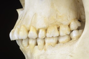 DNA samples are being taken to try to identify the skeleton. Photo / Thinkstock