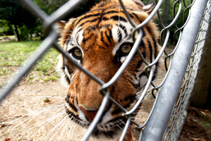 Jaka the 12-year-old Sumatran tiger at Hamilton Zoo. Photo / Christine Cornege