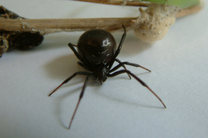 A female Katipo spider. Photo / Supplied