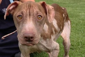 Bright Eyes - pictured with an SPCA carer - is back on her feet. Photo / supplied