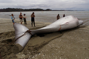A Bryde's whale that was struck by a container ship. Photo / Derek Flynn